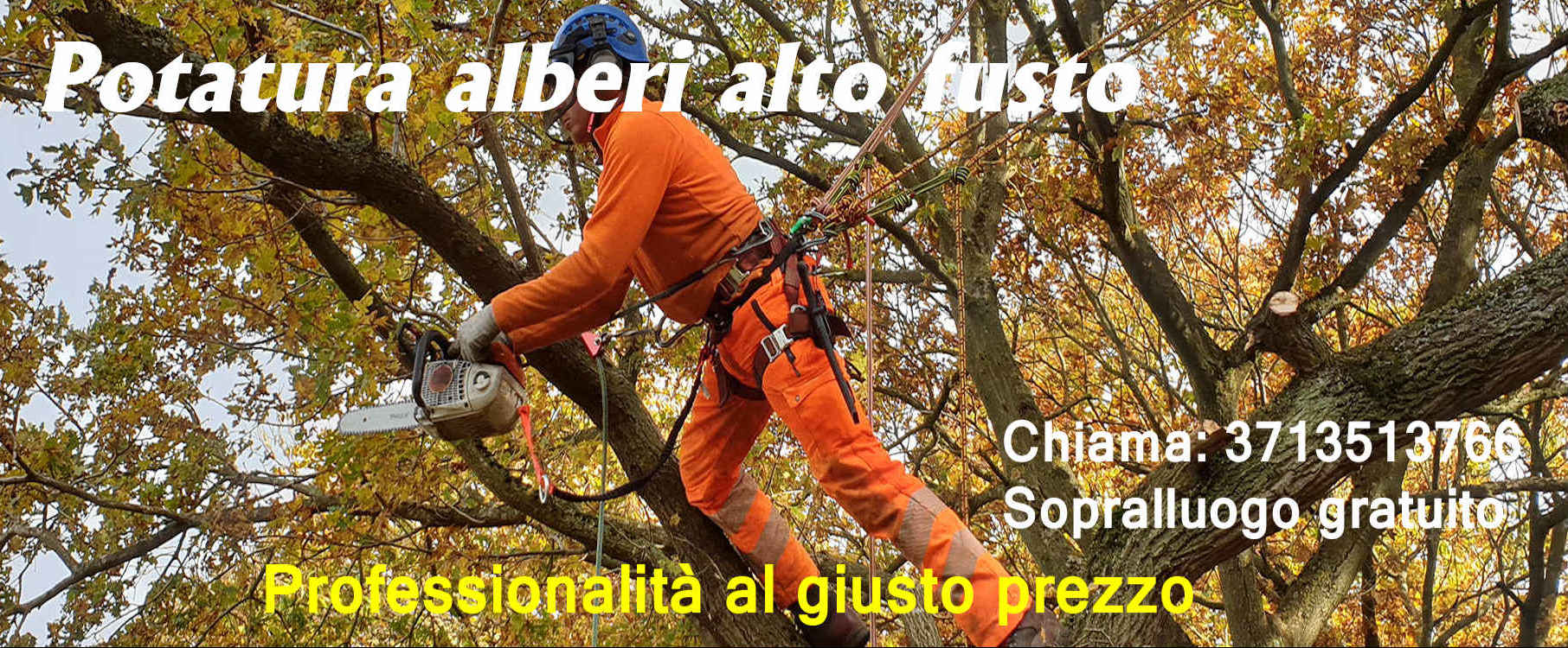 potature alberi alto fusto pini abeti castagni magnolie albano laziale castelli romani